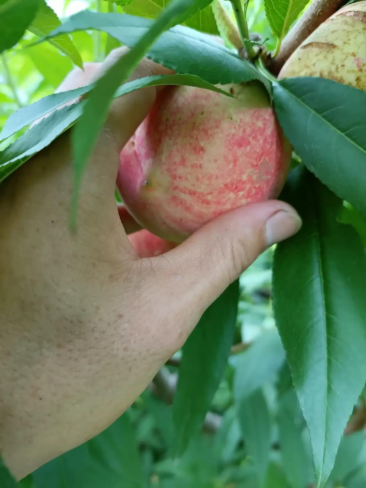 1月份水果当季,现在的当季水果