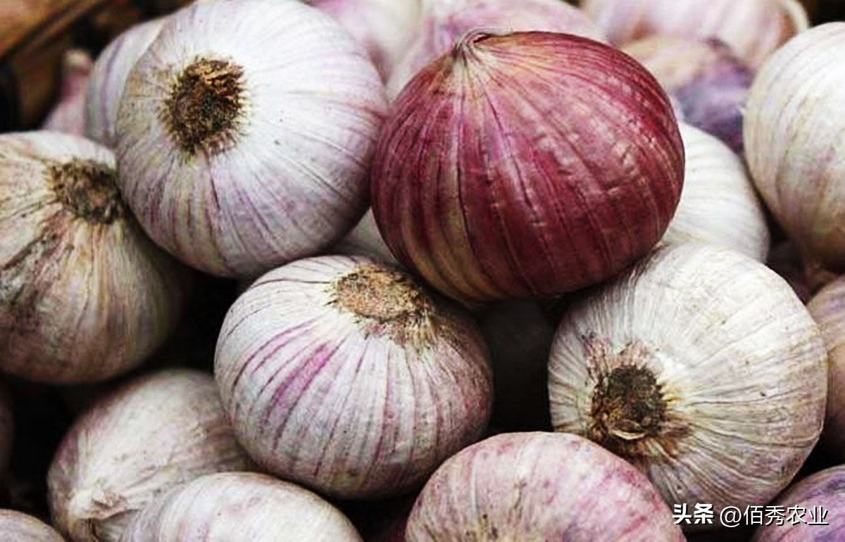 大蒜出苗后能用乙氧氟草醚除草吗,大蒜种植方法什么时候打药