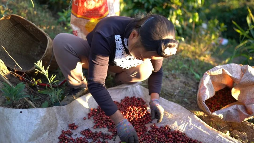 云南姑娘返乡苦学短视频，直播间带火本地咖啡，免费教2000个家乡大学生做自媒体