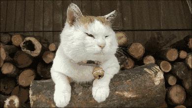 雪雨夹雪内蒙古迎大风降温,雪阵风7级降温