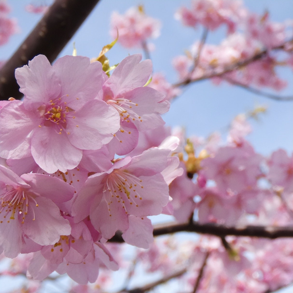 今日开通高铁,快上车流程