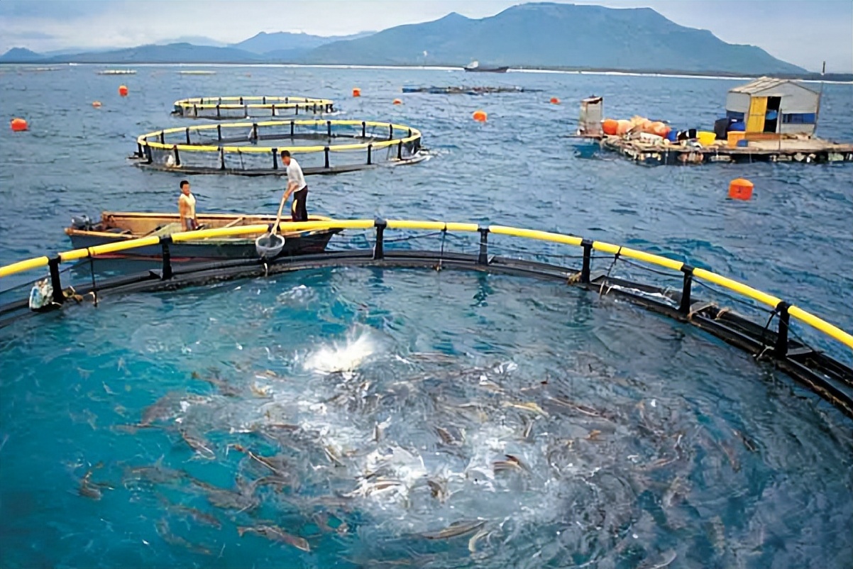 鱼养殖之注意事项,养殖鱼怎么预防大鱼吃小鱼