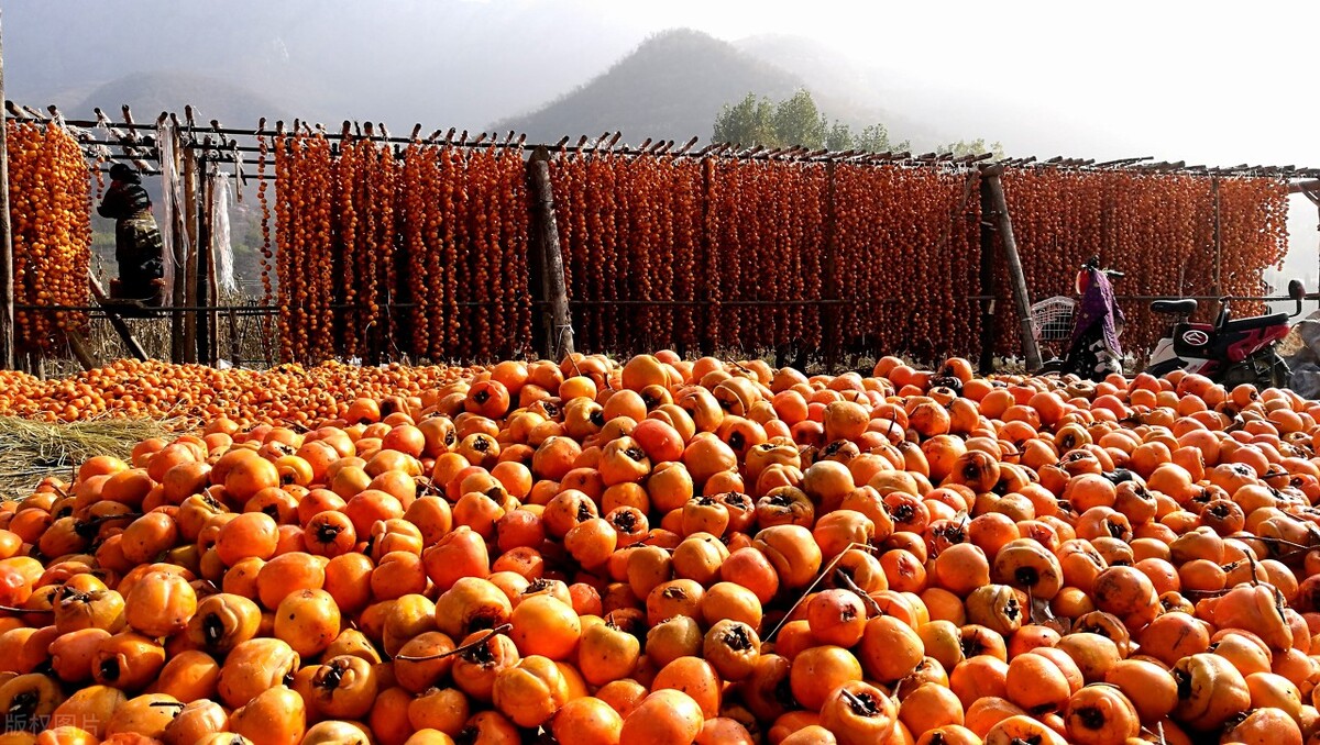 山西:乡情乡愁柿子酒