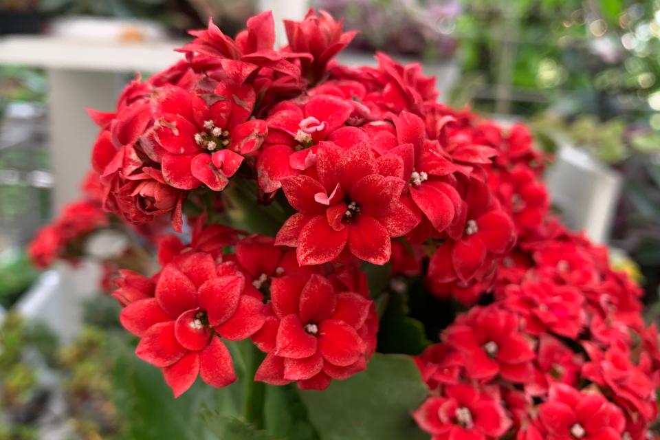 大红色重瓣玫瑰花品种,玫瑰红重瓣长寿花