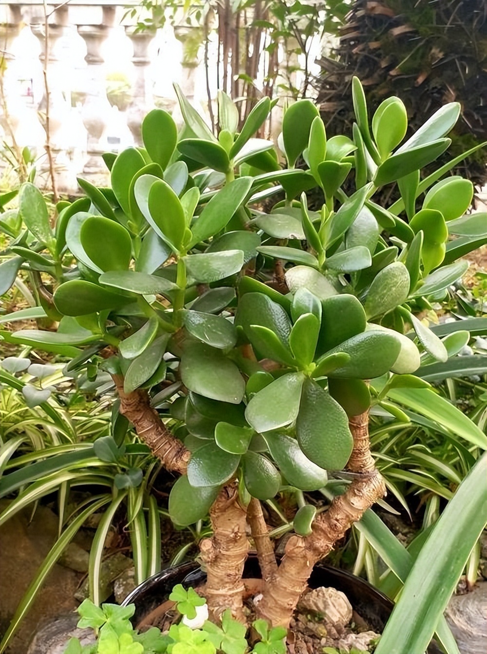 好运又吉利的花,夏季十大喜庆的花