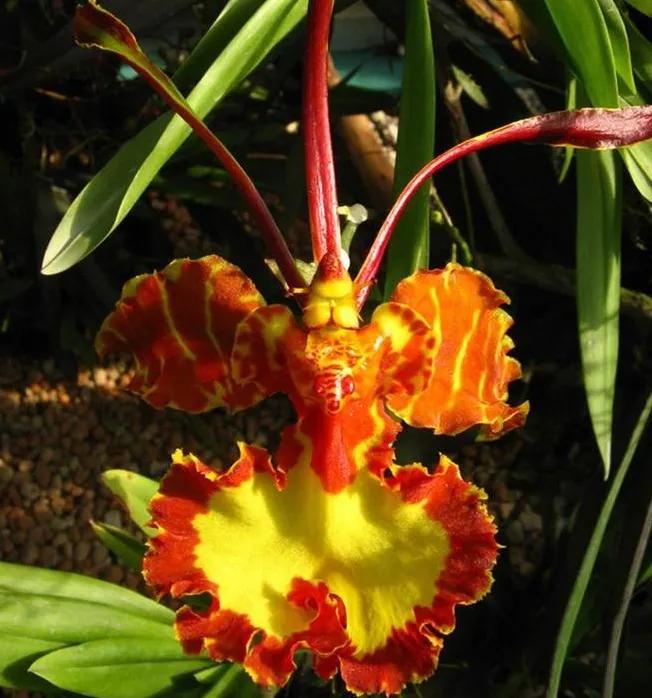 奇花异草是一道道亮丽的风景线,五彩缤纷的春天奇花异草