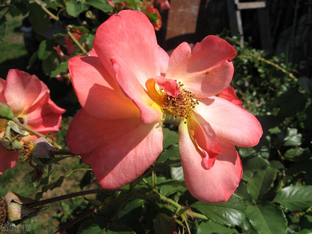 闺女上学谈恋爱怎么办,养女在家里没地位27岁不敢谈恋爱