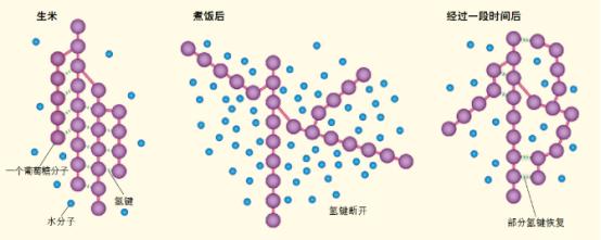 淀粉来源和糊化度对肉鸡生产性能和小肠消化的相互作用