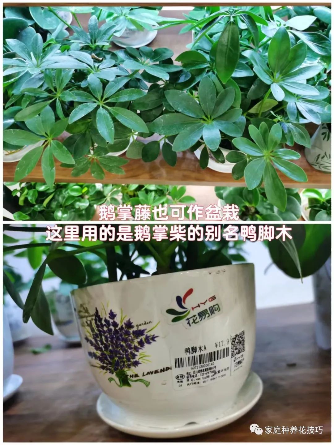 招财进宝植物的风水,寓意招财进宝的植物