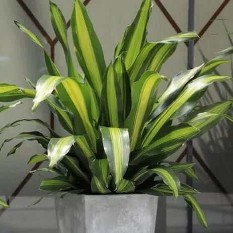 巴西铁种植注意事项,盆栽巴西铁的家庭养护管理方法