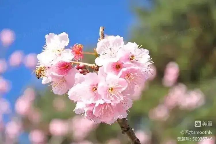 钗头凤江南冬日暖,钗头凤沐春风