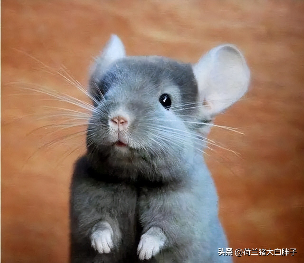 养龙猫的十大坏处,宠物龙猫怎么养攻略教程