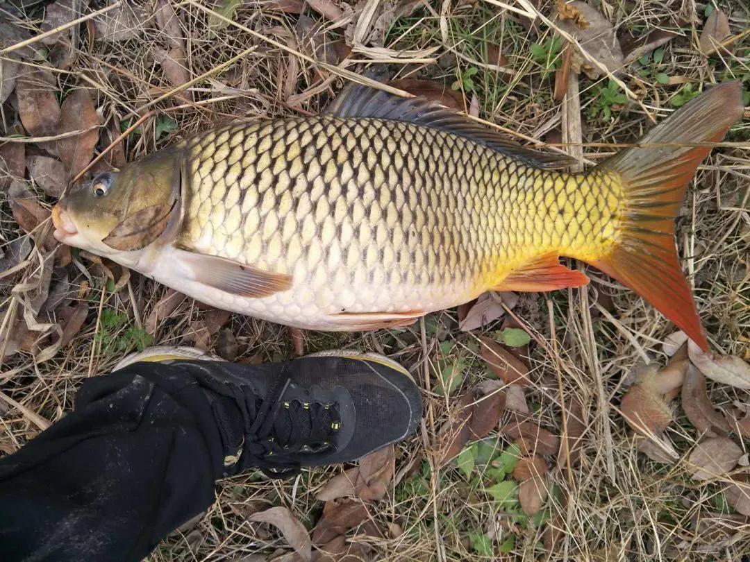 中国常见的淡水鱼全部图片,史上最全的淡水鱼图集