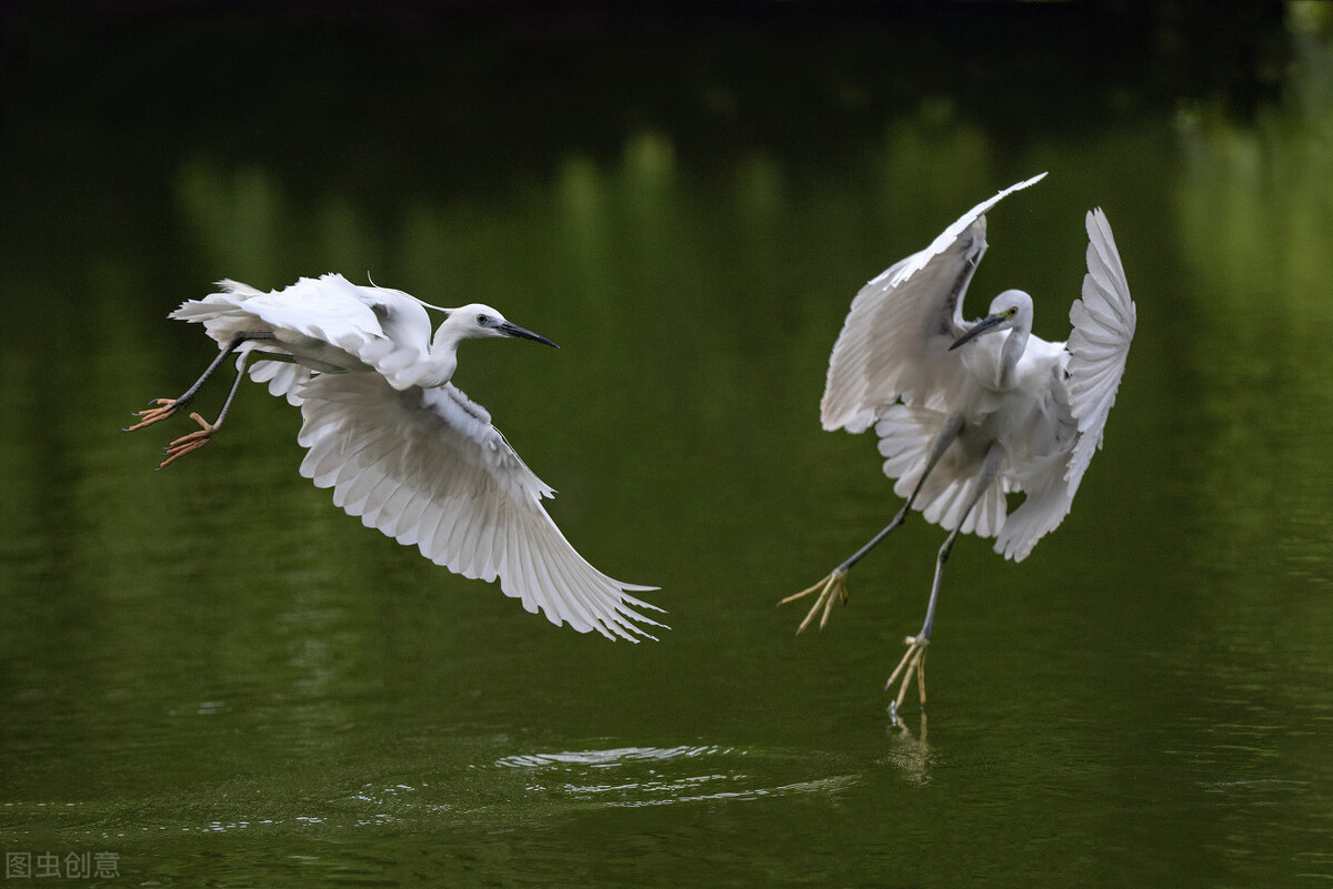历代咏白鹭的古诗词,咏白鹭古诗意境