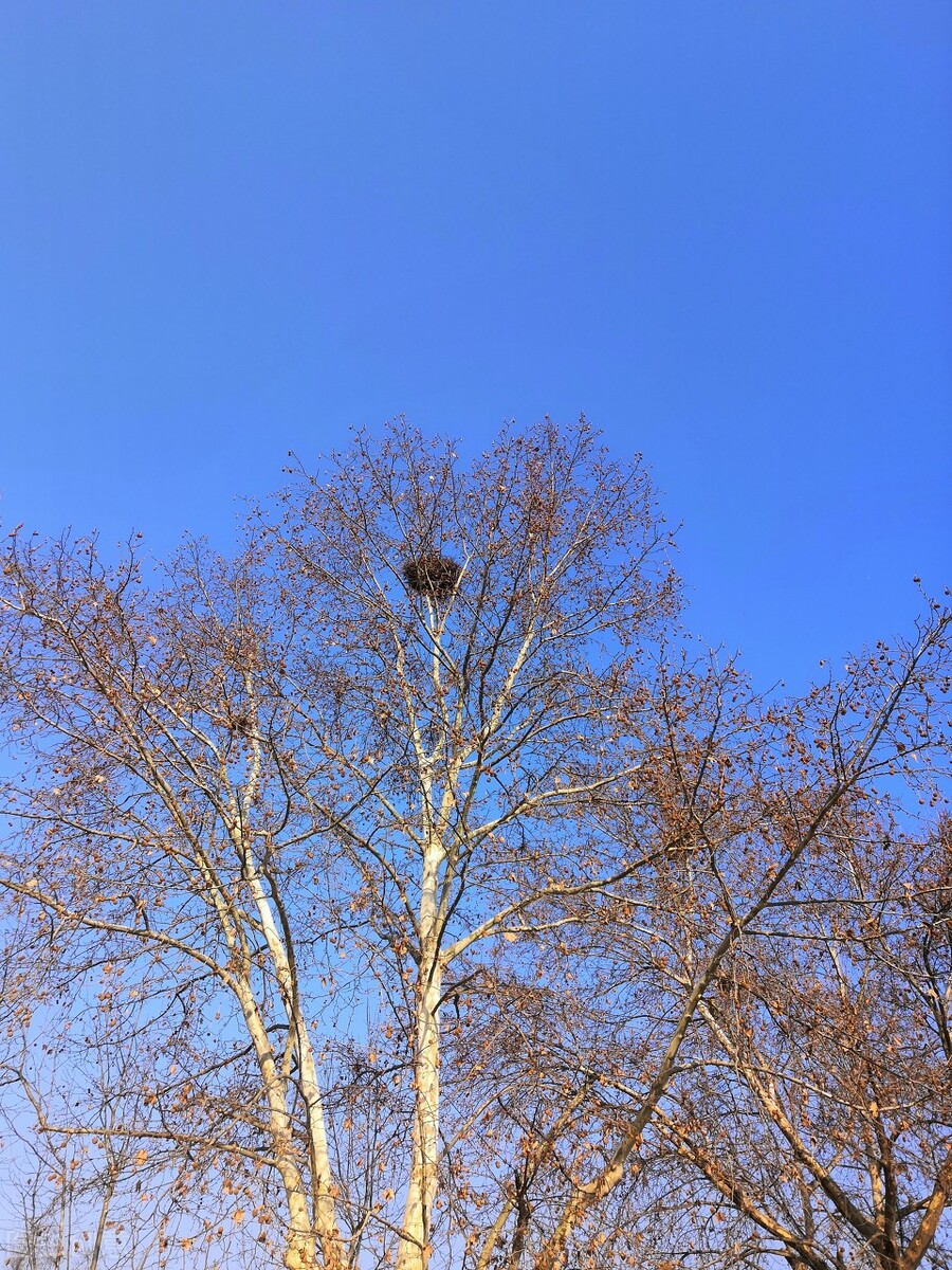 宁夏冬天最冷多少度,宁夏冬天怎么旅游