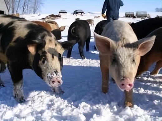 猪舍防暑降温的最佳方法,冬季养猪场怎么通风与保暖