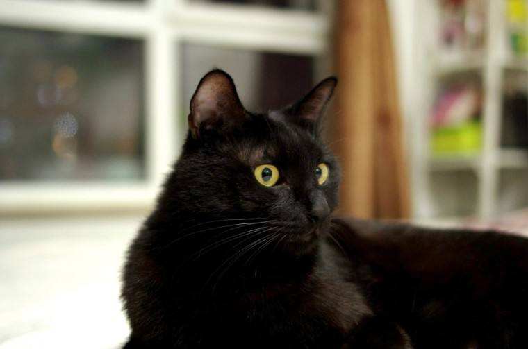 养猫养黑猫好还是白猫好,想养猫的人千万不要养黑猫