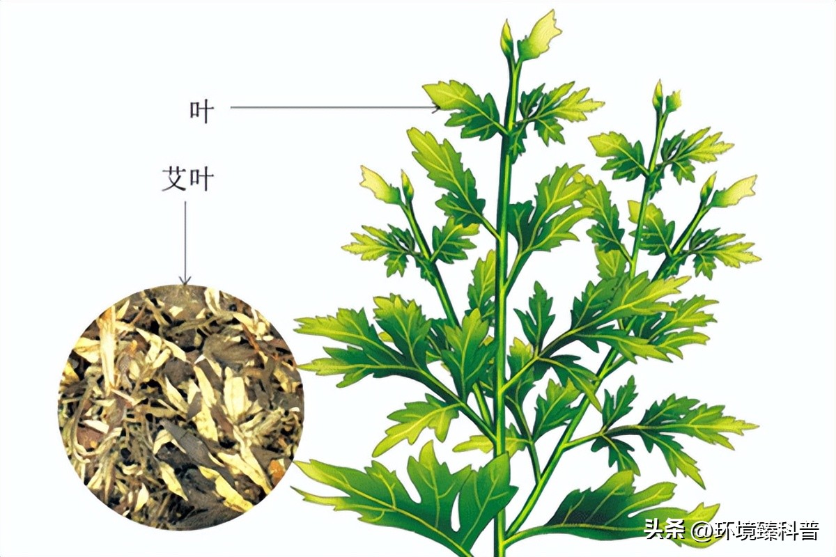 艾灸馆的烟雾怎么净化掉,艾灸门店排烟最好的方法