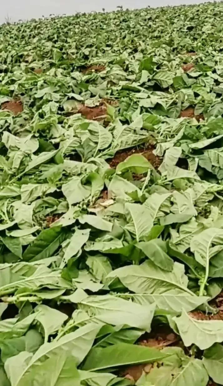 农民私自种烟叶是合法的吗,农村种几棵大烟算违法