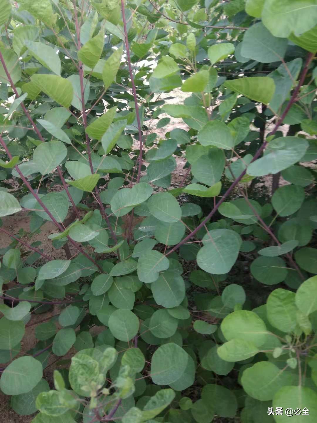 彩叶树种在园林绿化中的应用,园林绿化用彩叶树种