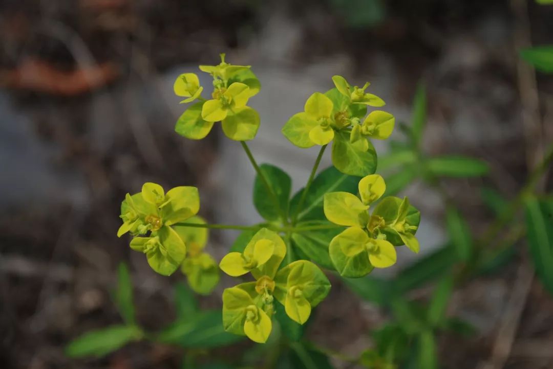 150种常见药用植物大全,150余种常见药用植物花期组图
