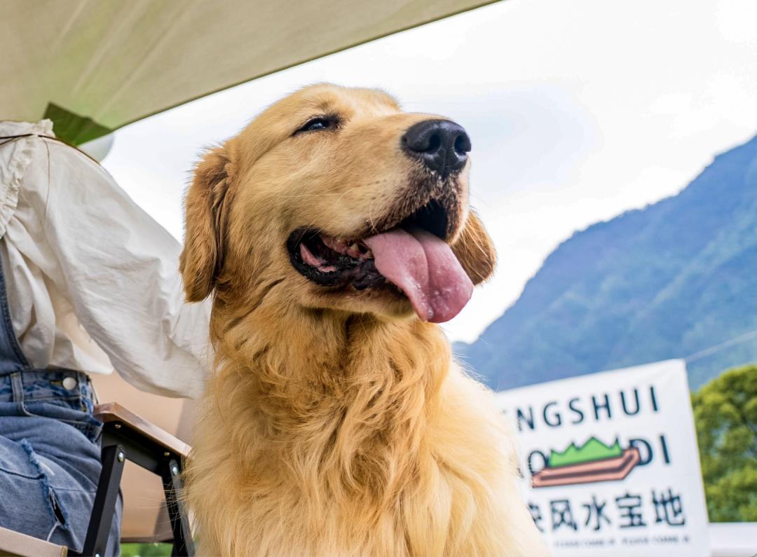 萌宠暴击！对不起我家狗子太萌了，想请你看一下！