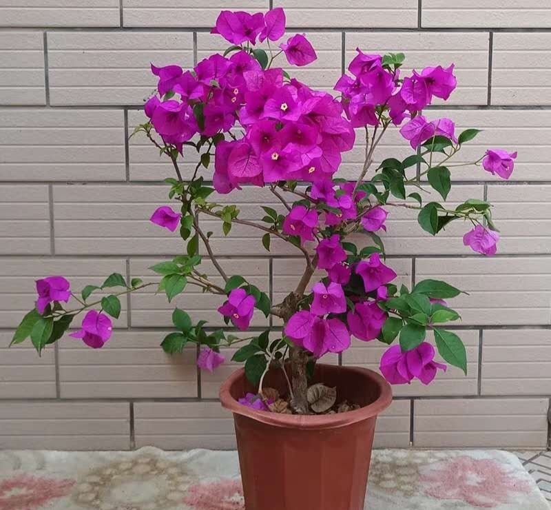 百花齐放春意浓群芳争艳,百花齐放喜迎新春