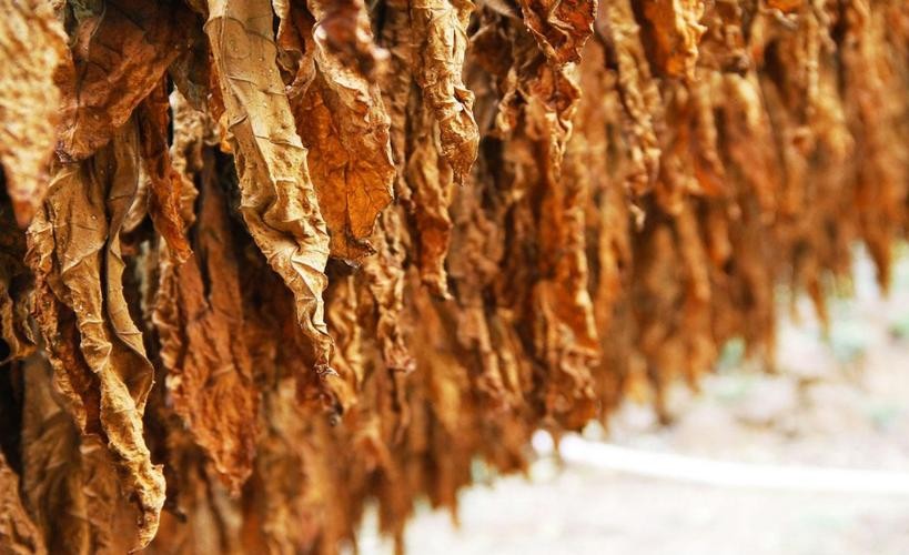 17世纪*草烟**被引进英国后不久,便成为贵族青睐的消费品