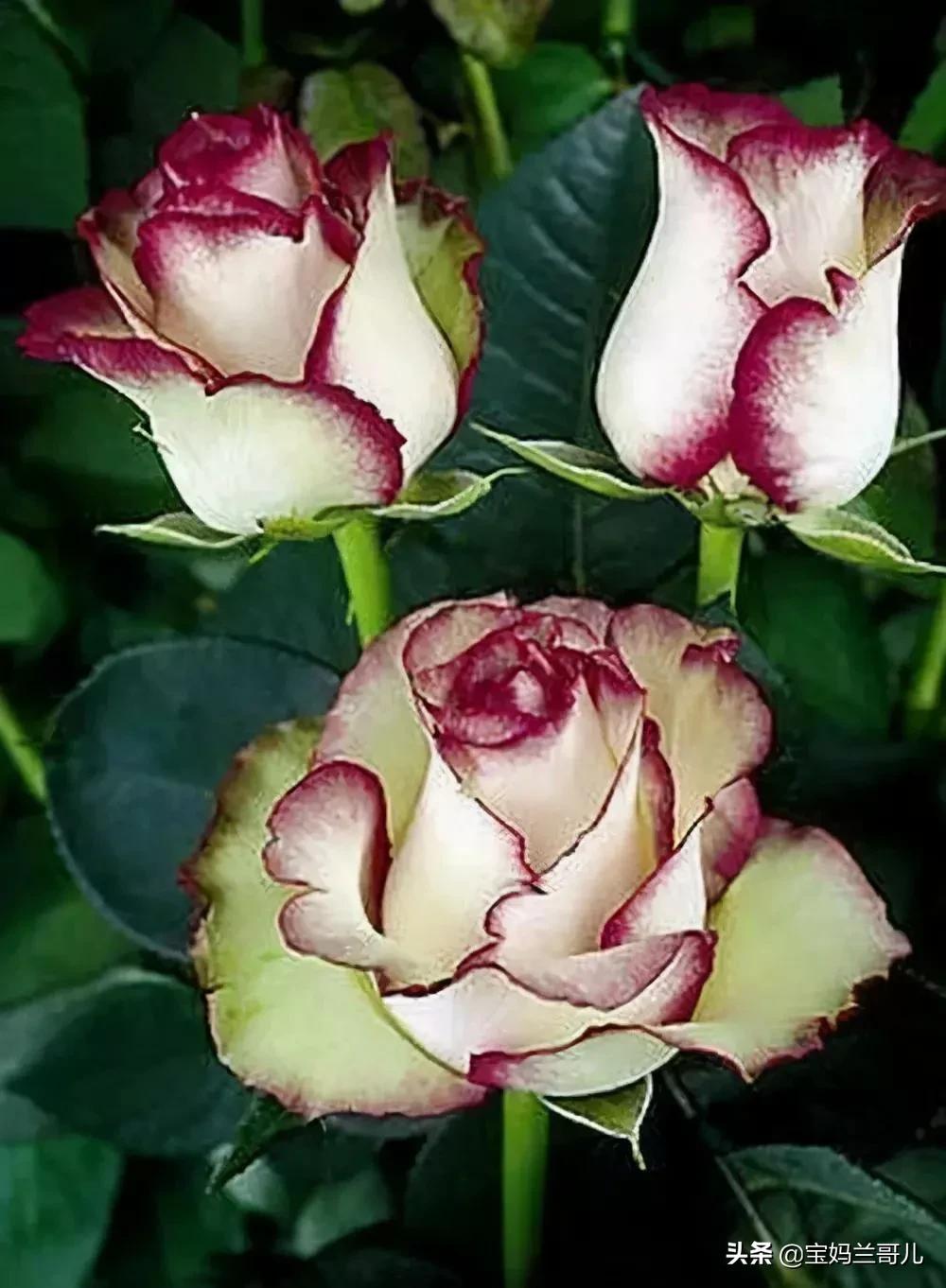 漂亮又特别的玫瑰花图片,特别漂亮的彩色玫瑰花图片