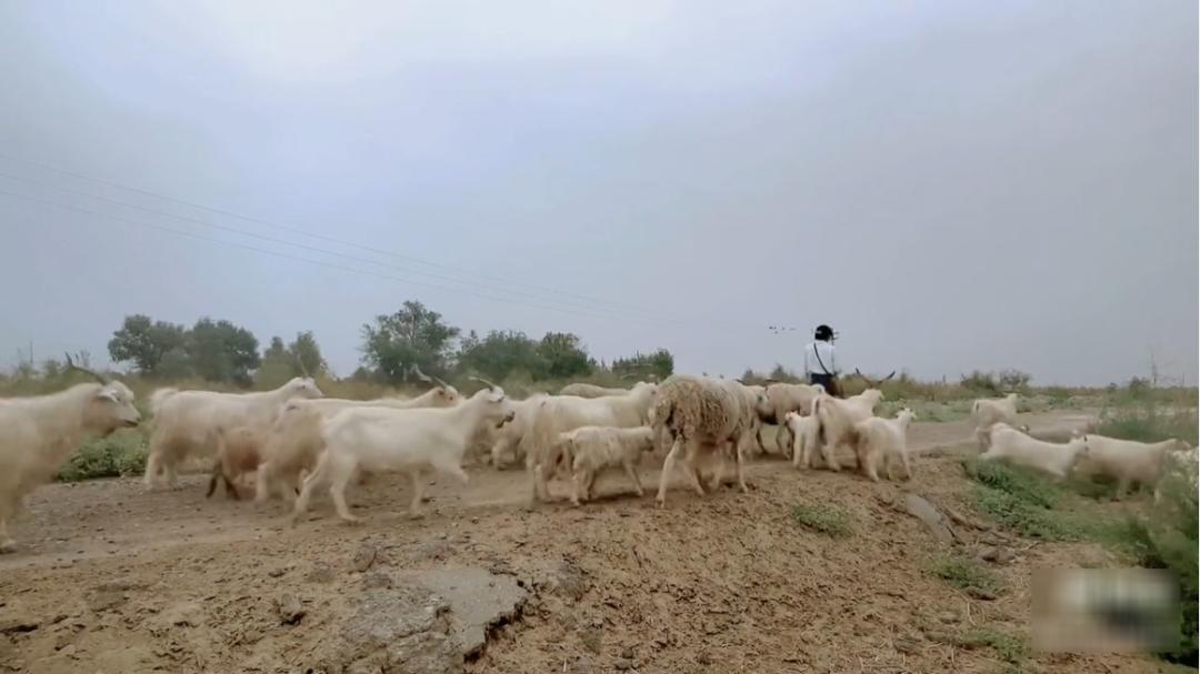 *放播**量超5500万，7天涨粉200万！*疆新**牧羊女孩如何强势出圈？