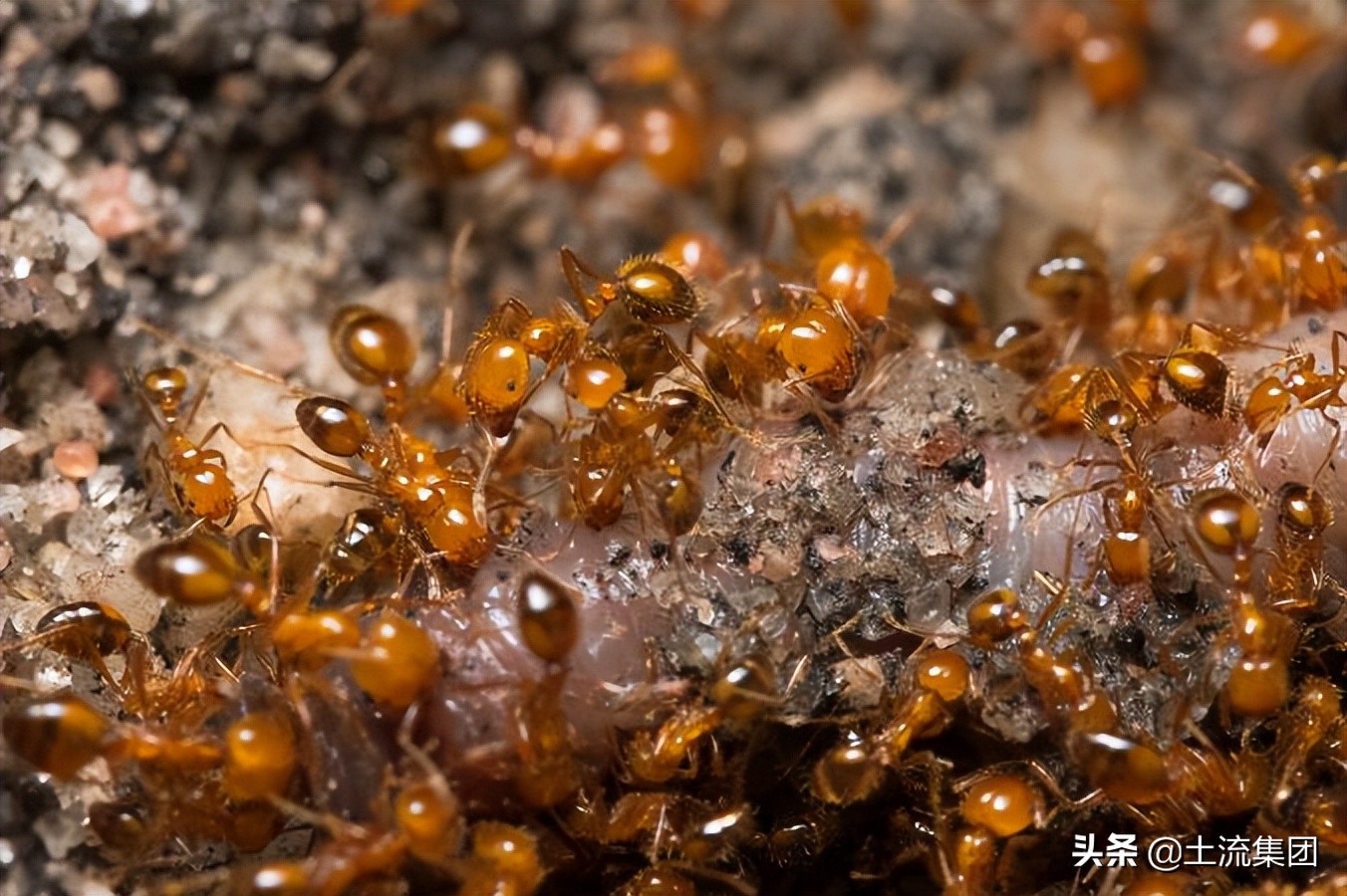 红火蚁的最大克星,红火蚁pk红火蚁克星