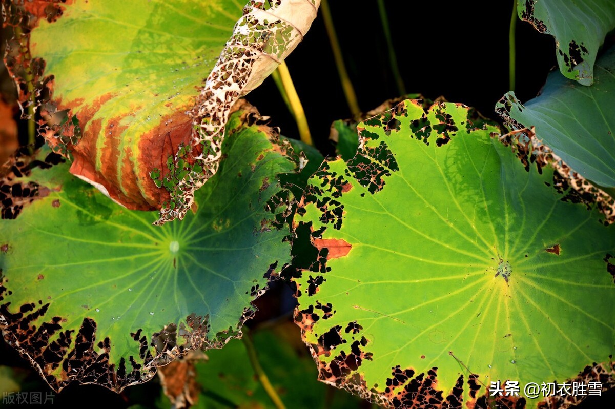 晚秋荷花的诗句,晚秋诗词七绝