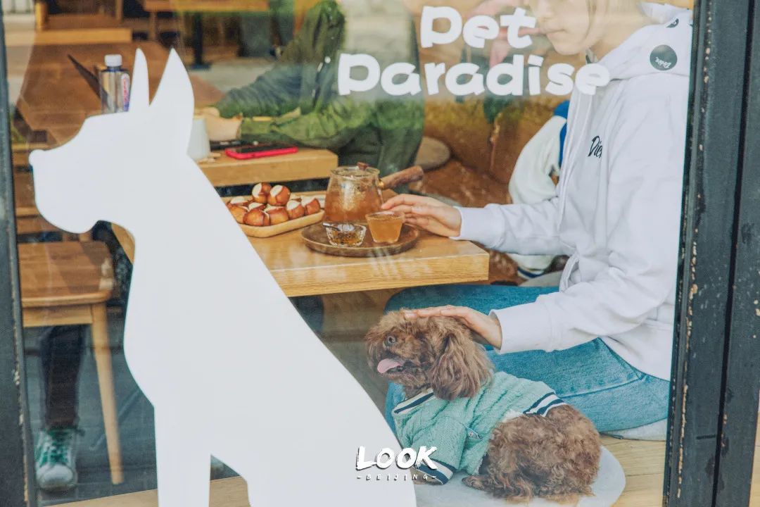 北京哪里有宠物店铺,宠物友好商城北京