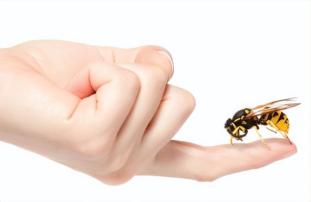 蜜蜂为什么蜇人后会死,蜜蜂为什么蜇人会死