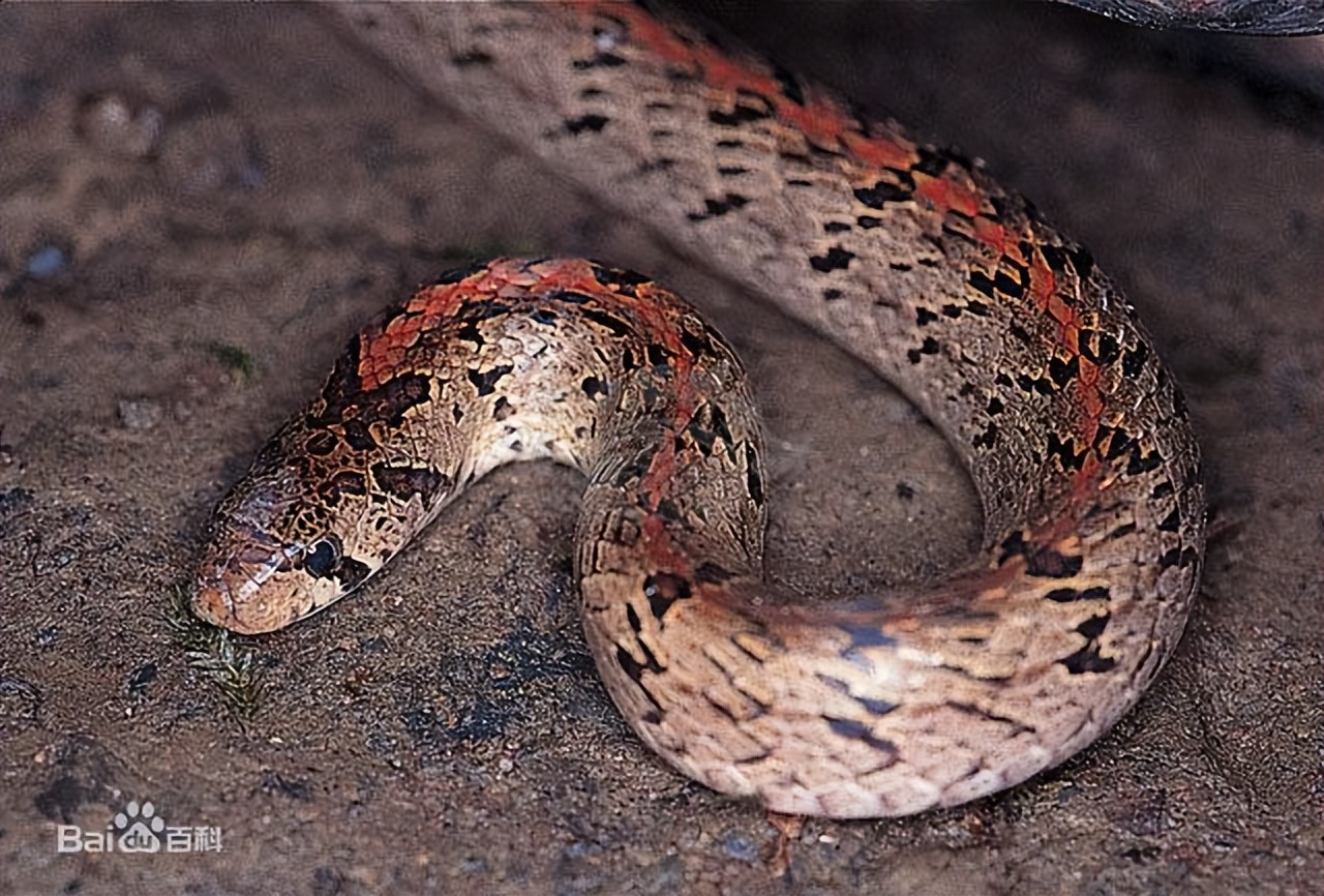 中国境内蛇类大全，11种（Ⅶ），恐蛇者勿入！