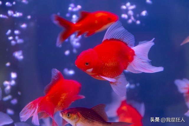 观赏鱼鱼胆小怎么办,观赏鱼怎么预防胆小虫