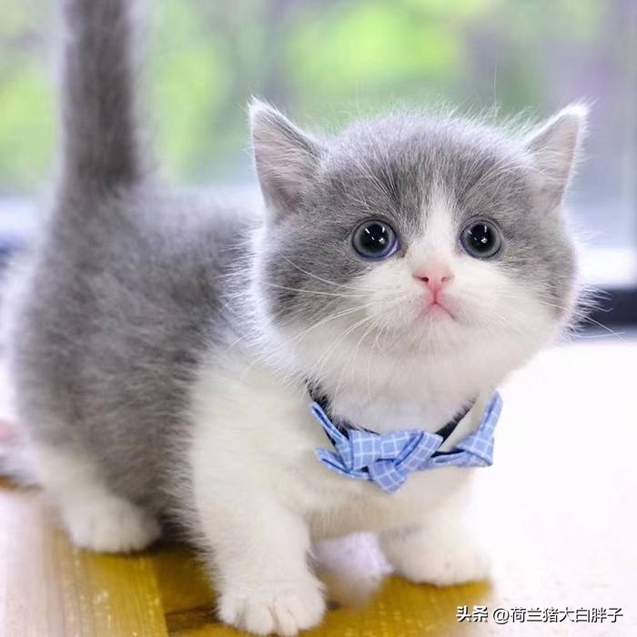 小猫咪便血拉稀是什么情况,小猫咪便血是什么原因怎么检查