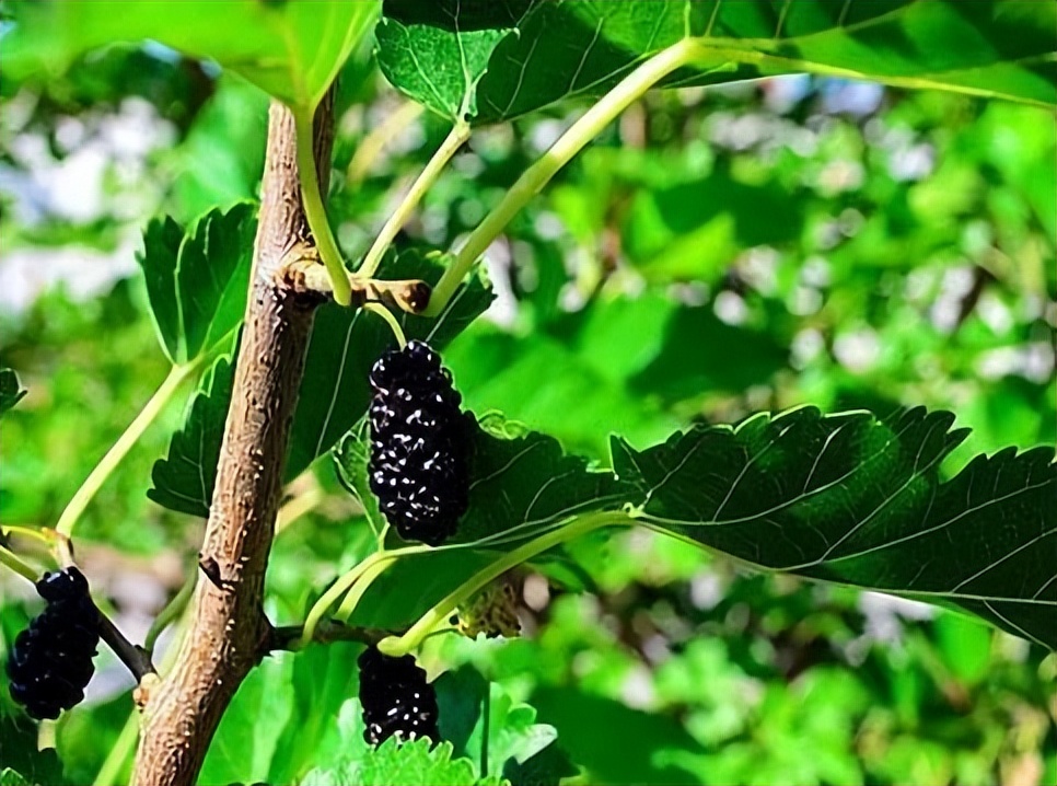 肾阴虚引起的耳鸣多久能调养过来,耳鸣怎么判断是失眠还是肾虚导致