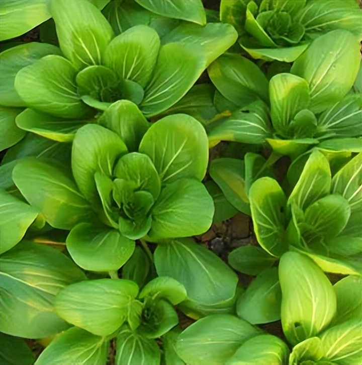 油青菜心的种植方法,种植青菜的技术和方法