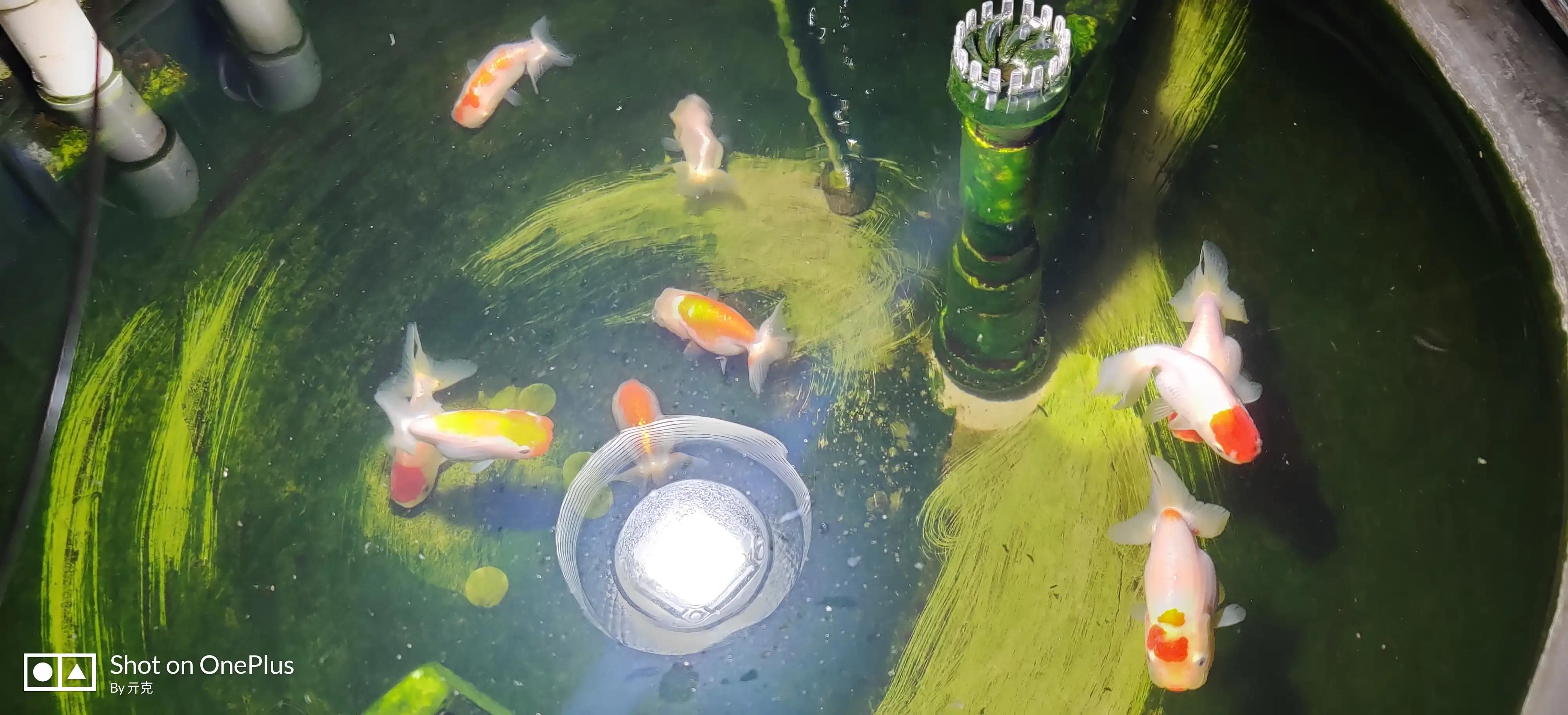 兰寿喂的挺多的为啥还是啃绿苔,绿苔养兰寿好还是绿水养兰寿好