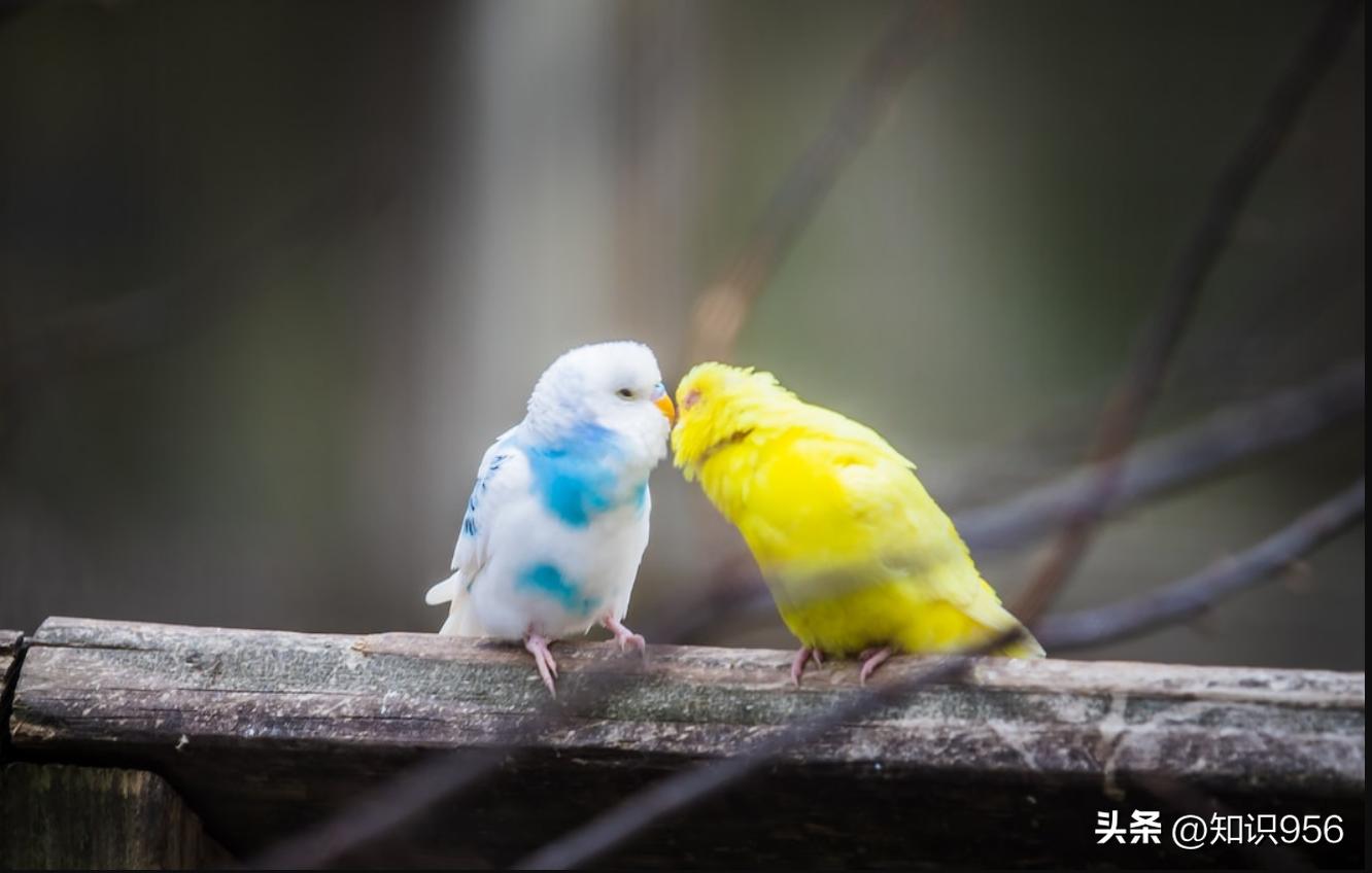 女人的唇，勾人的魂：探寻魅力之源泉，让TA瞬间沉醉在你的吻中