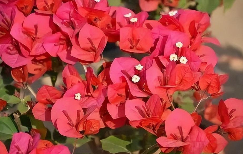 院子种2棵巴西进口花，花开似海，风景独特，美不胜收