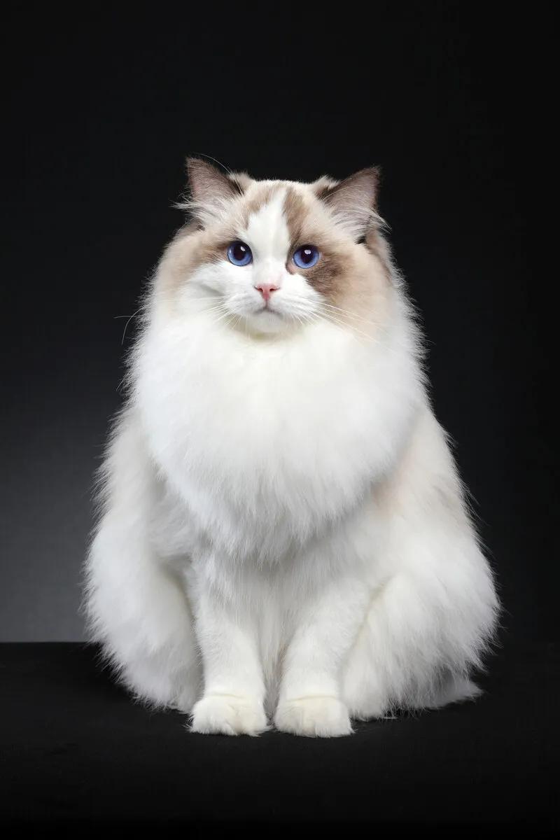 宠物猫排行榜前十名视频,中国十大宠物猫排行榜