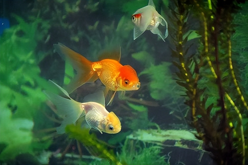 金鱼躺在水底不动但还呼吸,金鱼一直浮在水面不动是怎么回事