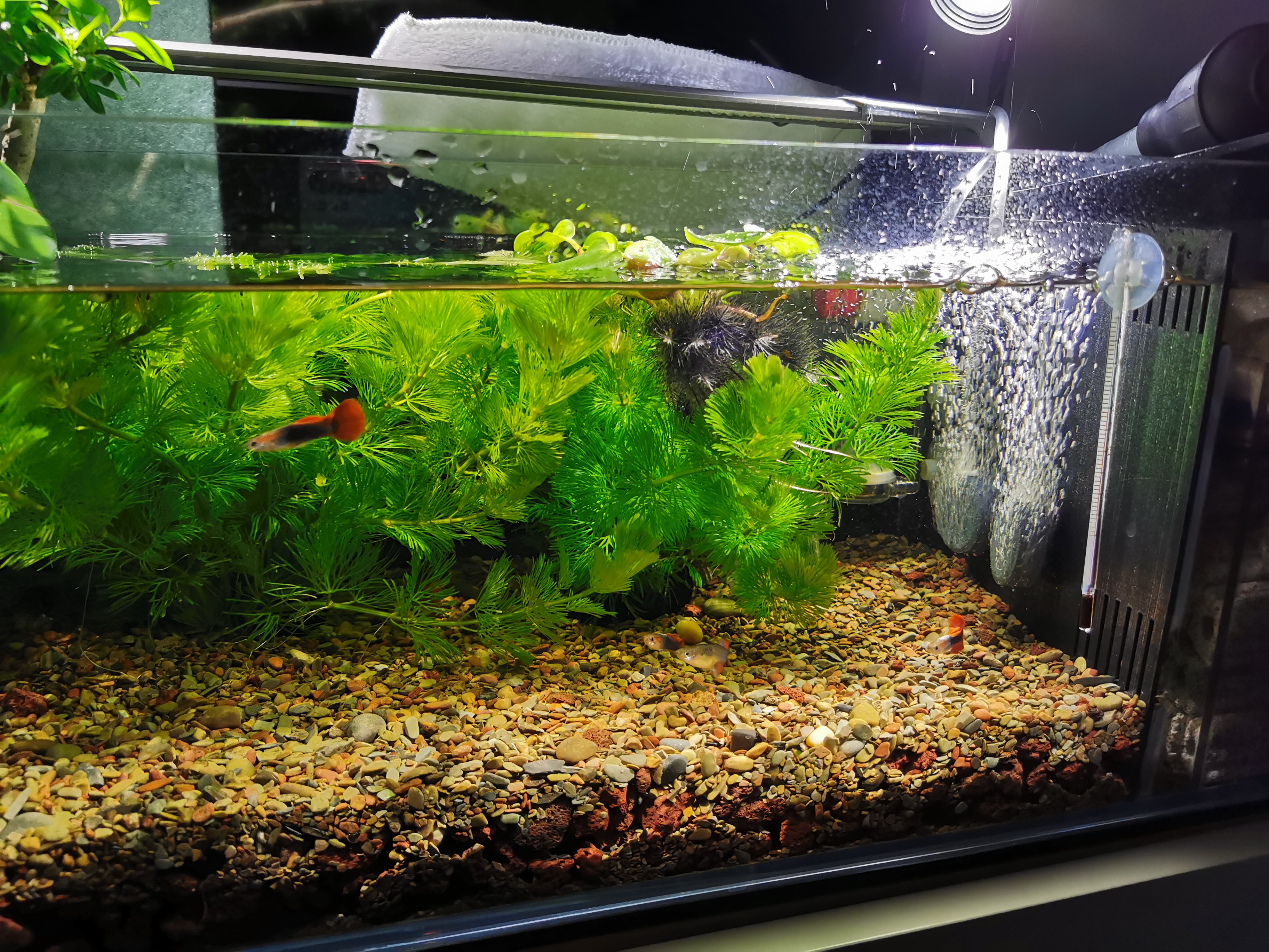 小鱼缸氧气泵需要一直开着吗,鱼缸需要一直开着氧气泵吗