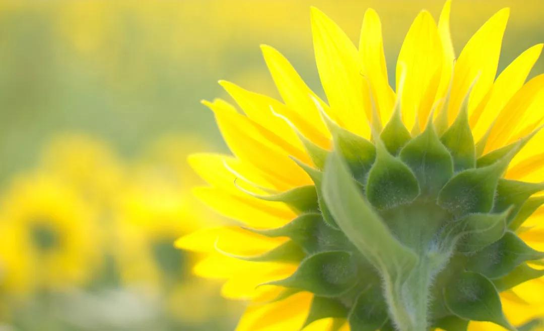 本科没拿到毕业证找什么工作好,毕业证重要还是专业重要