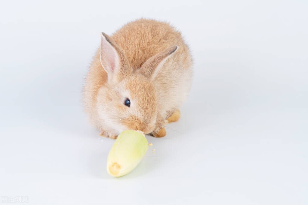 养兔手册免费阅读,养兔子要不要控制它饮食