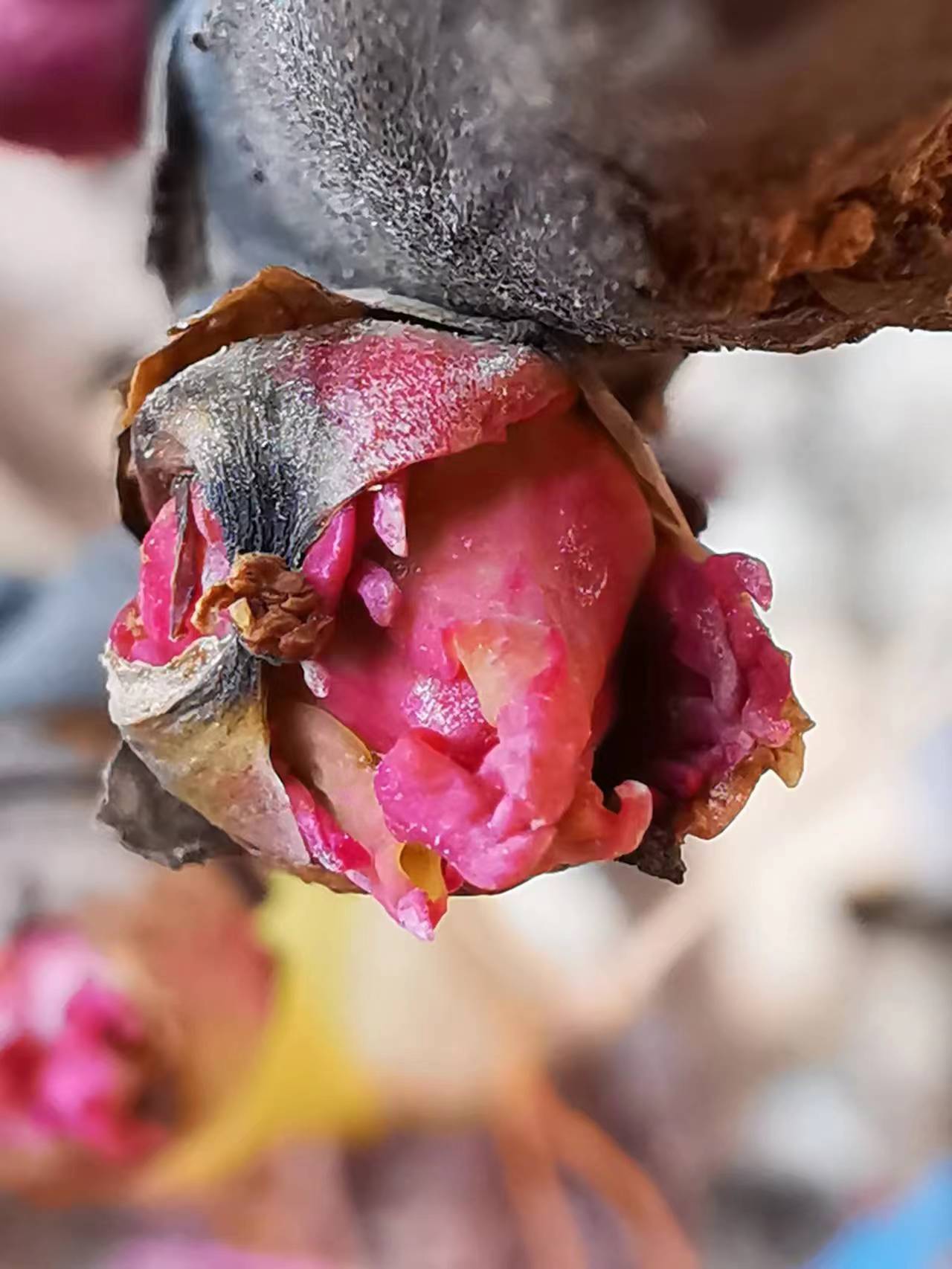 欣赏牡丹花开视频,牡丹各品种的花芽