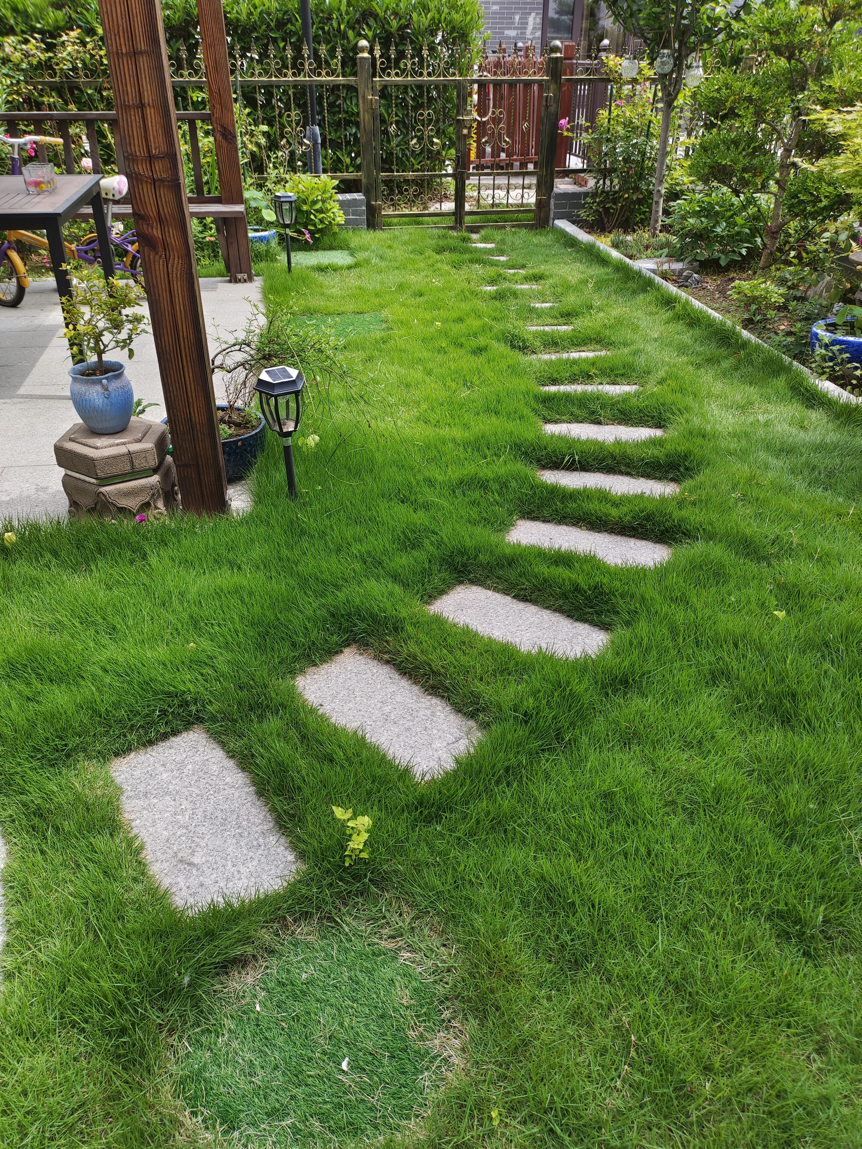 夏天，荷叶，葡萄，草坪，园子里的清凉搭配