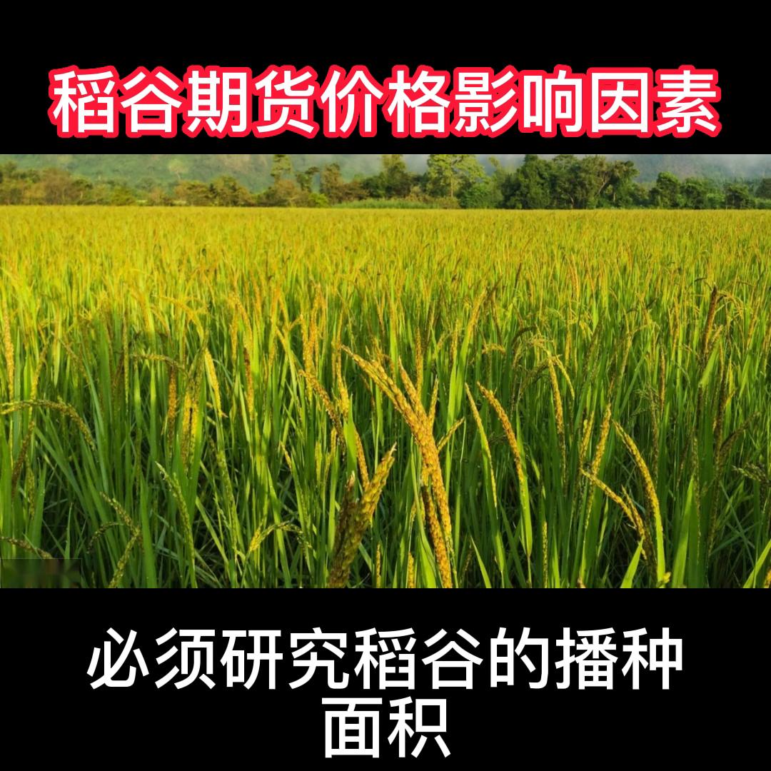 稻谷国际期货,稻谷价格涨还是跌